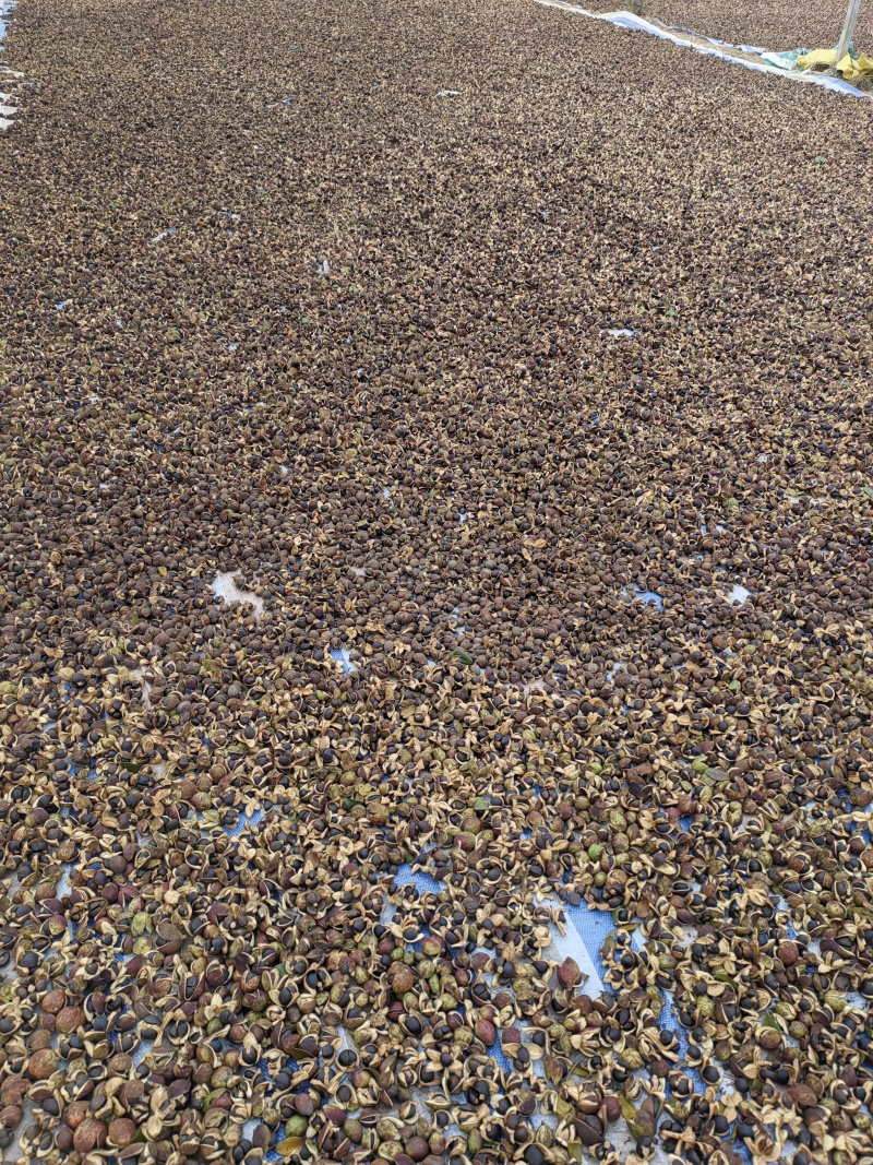 高山油茶子仔，油茶果，茶枯饼，茶麸
