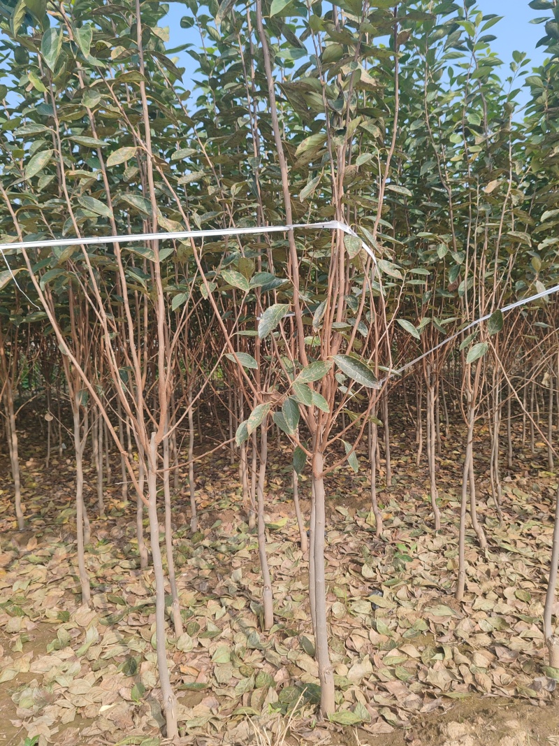 精品柿树截头定植甜柿小火罐柿2-3-4-5公分柿子树