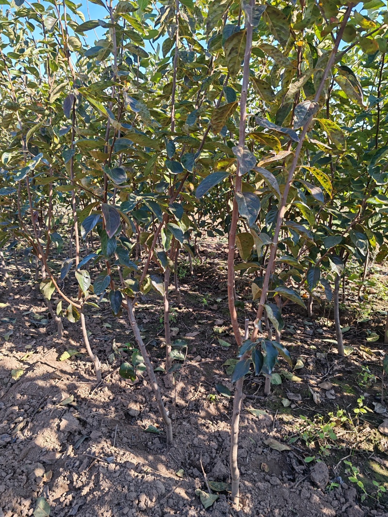 精品柿树截头定植甜柿小火罐柿2-3-4-5公分柿子树