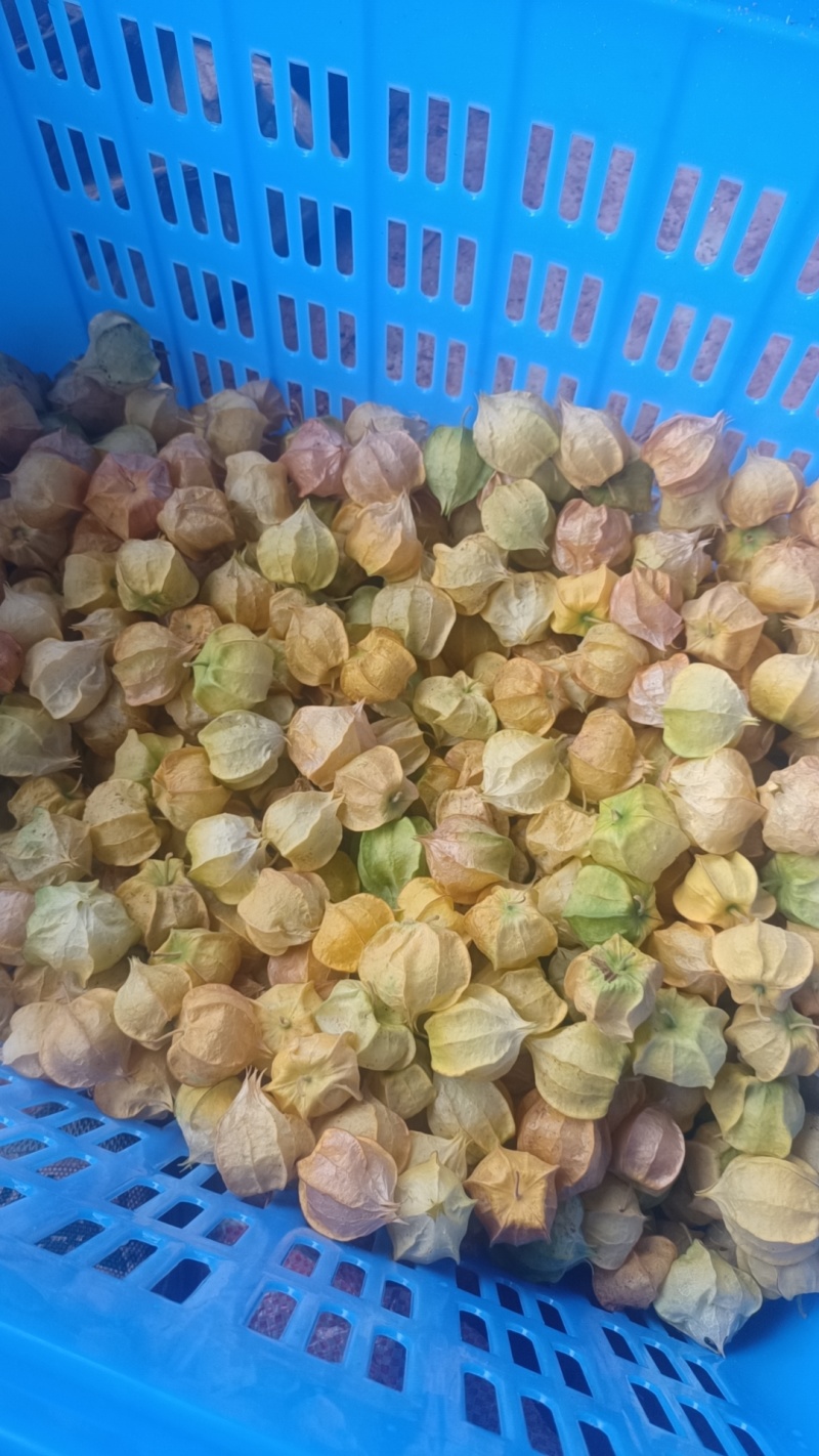 云南黄姑娘果
