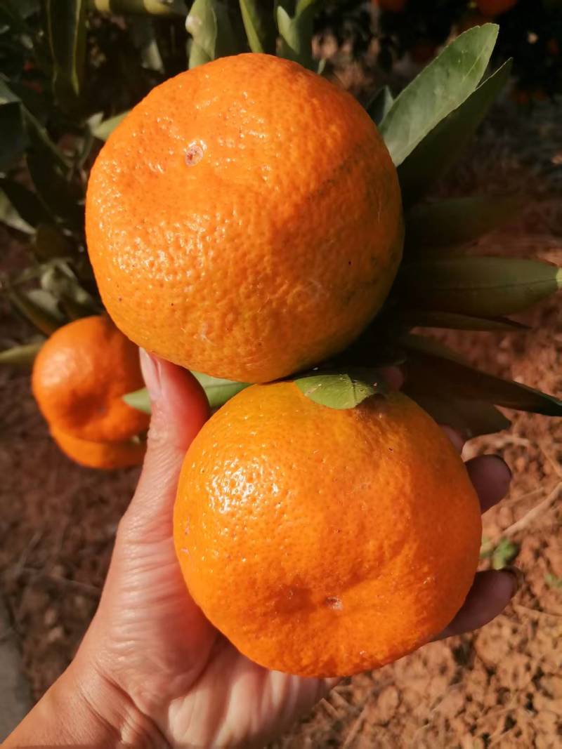 蜜橘桔子城固蜜橘大量供应口感好水分多有需要的老板请联系