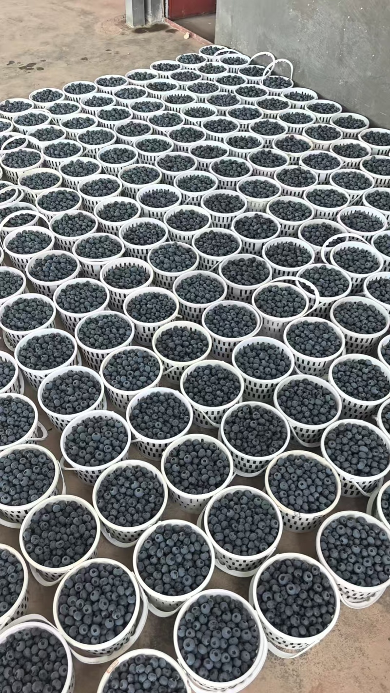 云南蓝莓F6254211优瑞卡，商品果，等外果