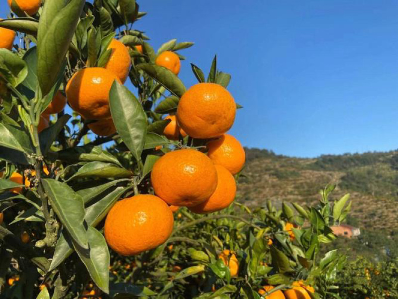 正宗涌泉高山蜜桔
