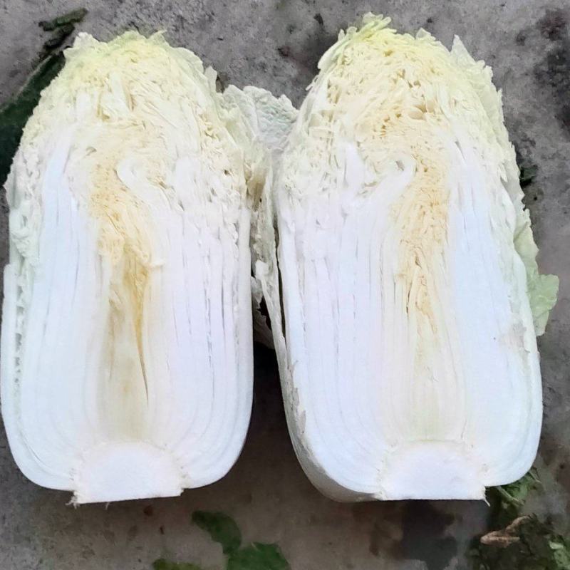 新疆五家渠黄心白菜