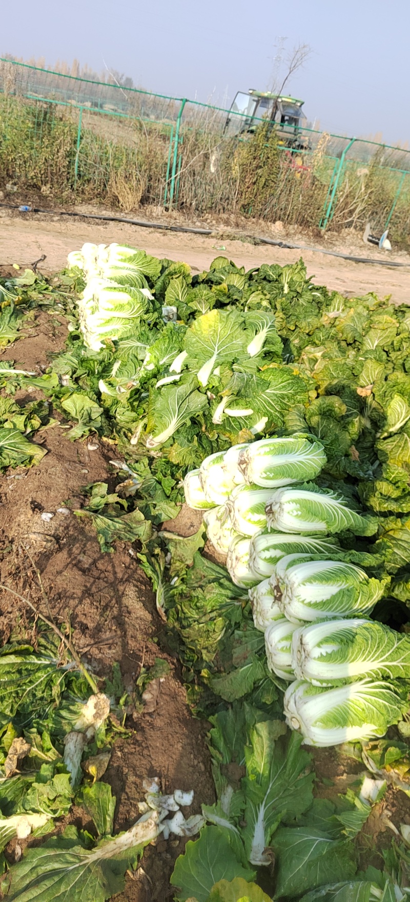新疆五家渠黄心白菜