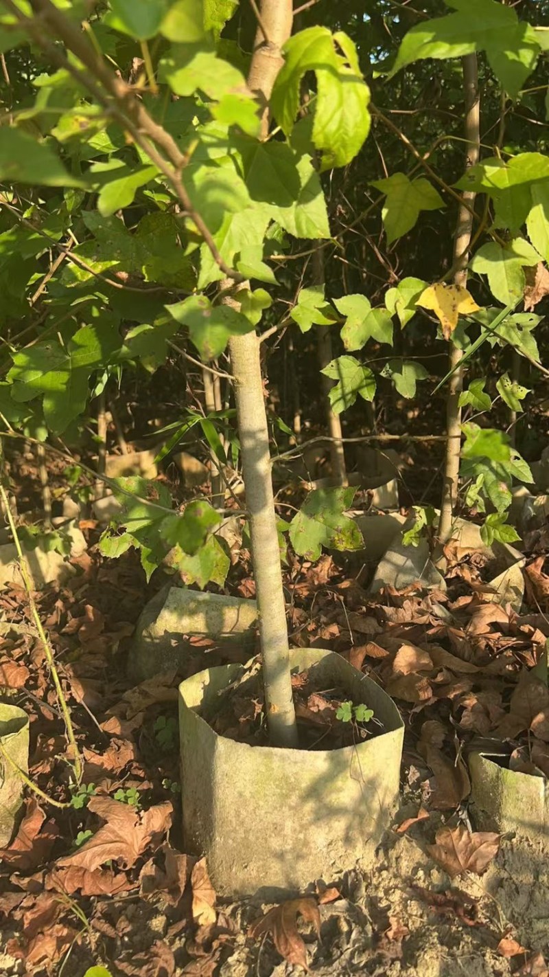枫香芽苗邹家苗圃基地大量供应芽苗质量保证长期稳定可靠供应