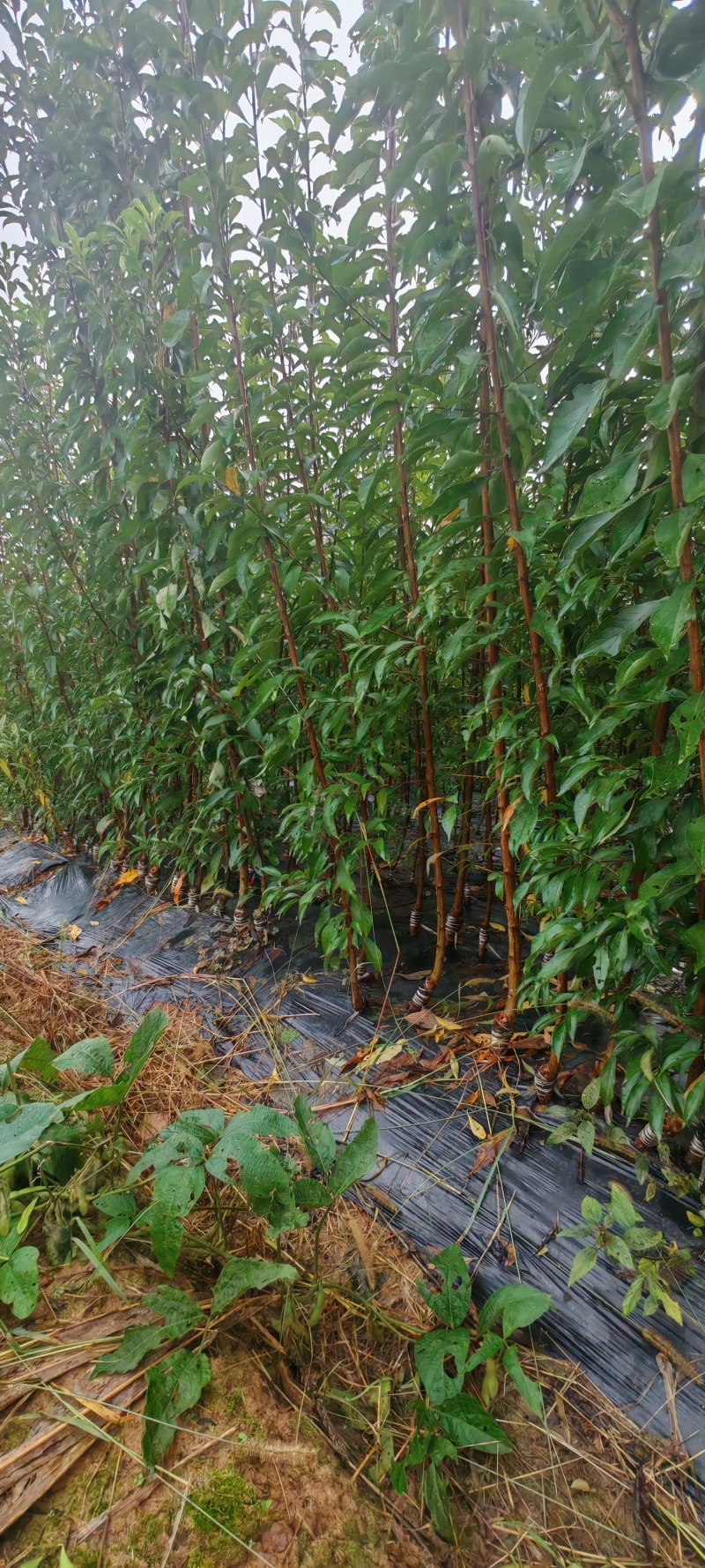 蜂糖李子苗品种质量保证可签订合同免费技术包邮