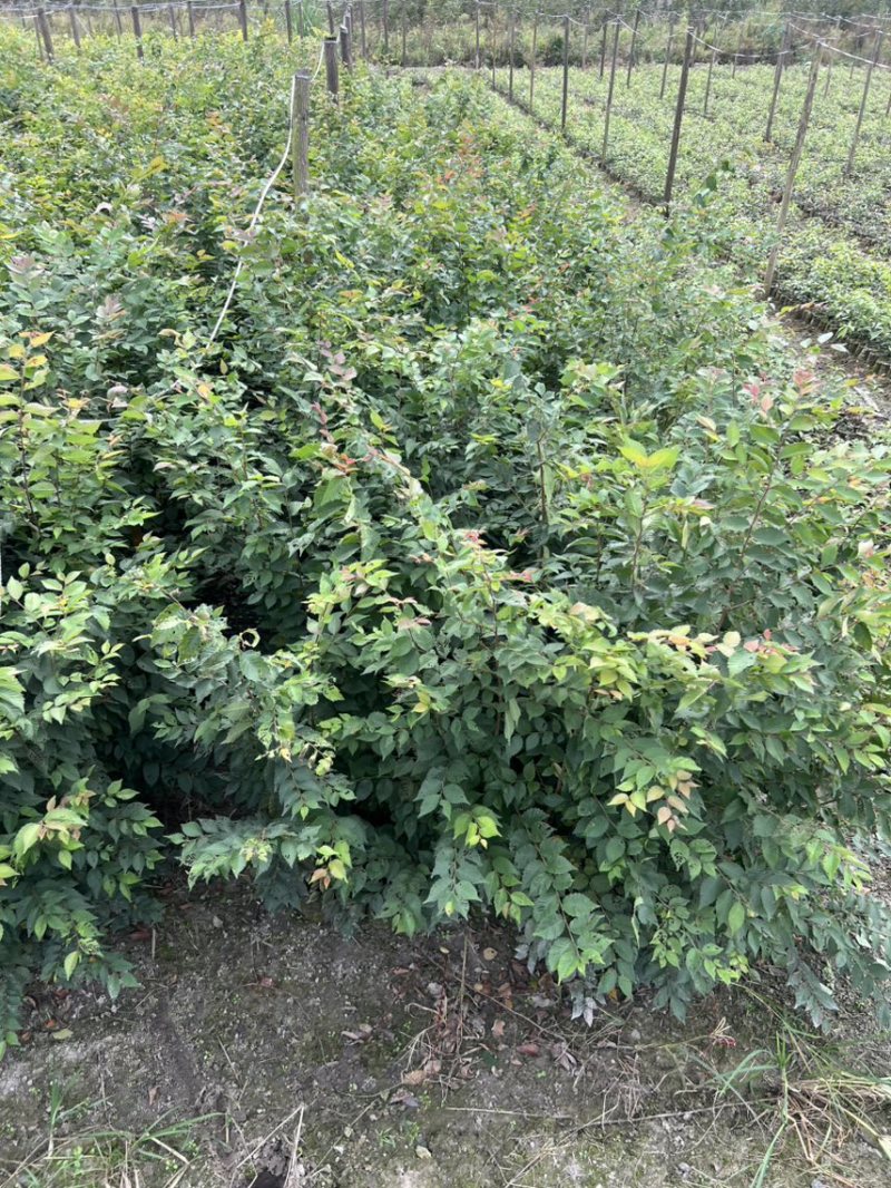 红榉：奉新县邹家苗圃基地欢迎朋友来电洽谈