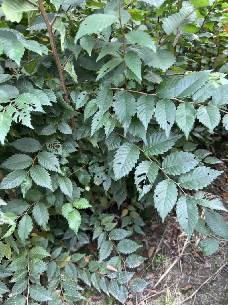 红榉：奉新县邹家苗圃基地欢迎朋友来电洽谈