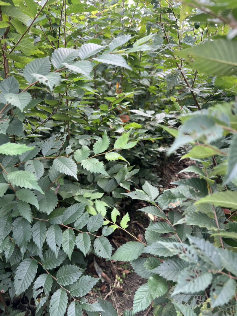 红榉：奉新县邹家苗圃基地欢迎朋友来电洽谈
