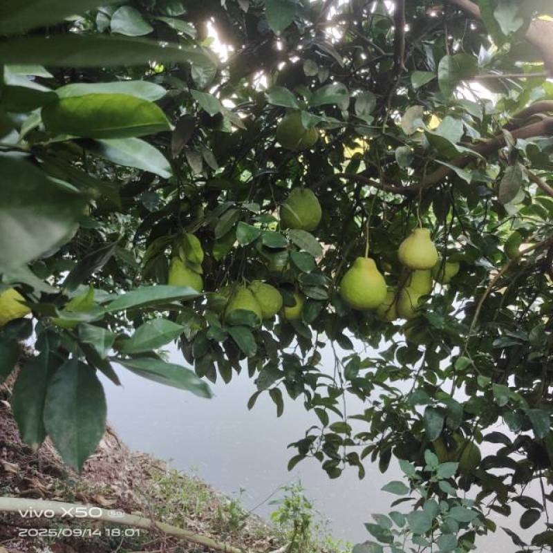 口感好！中果\大果！可以长时间存放！年终礼盒！