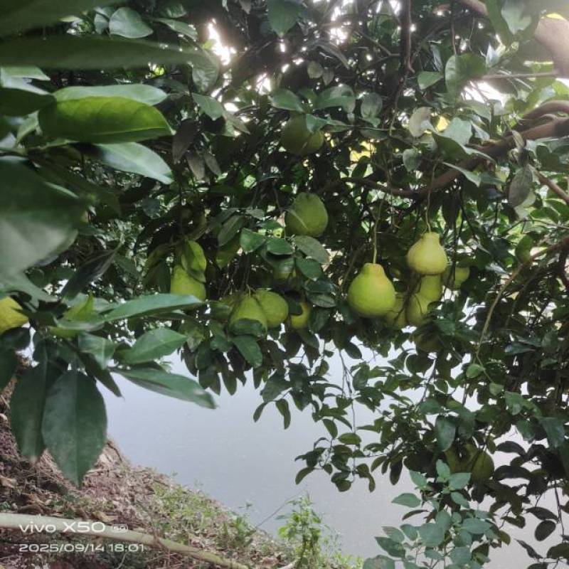 口感好！中果\大果！可以长时间存放！年终礼盒！