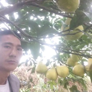 口感好！中果\大果！可以长时间存放！年终礼盒！
