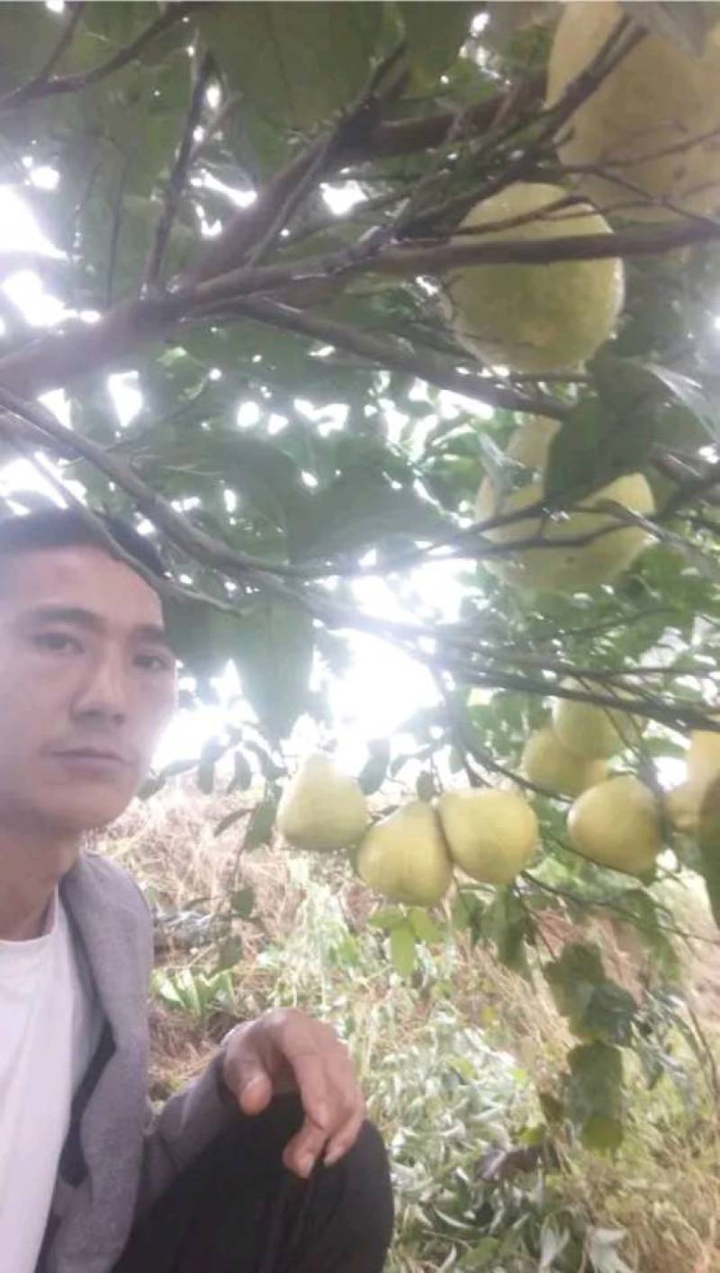 口感好！中果\大果！可以长时间存放！年终礼盒！