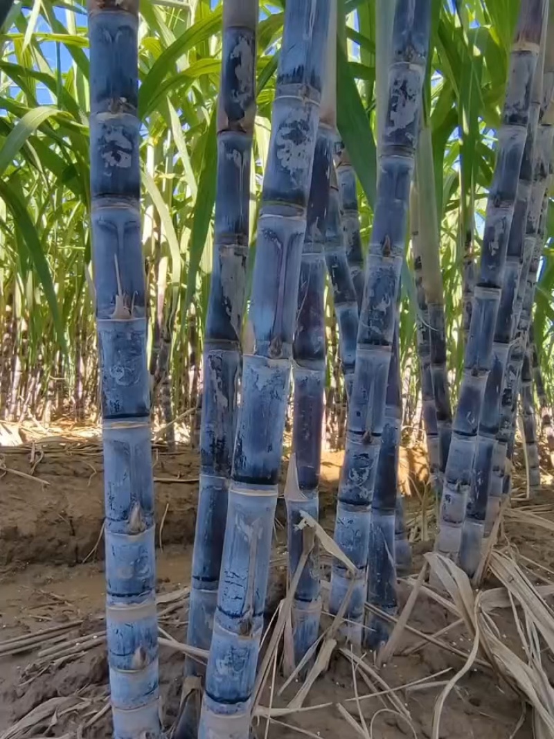 浙江黑皮甘蔗产地直销精品甘蔗，产量多口感好，规格品质齐全