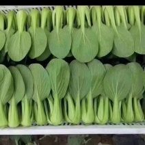油菜