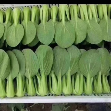 油菜
