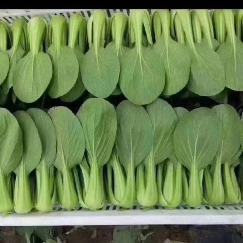 油菜