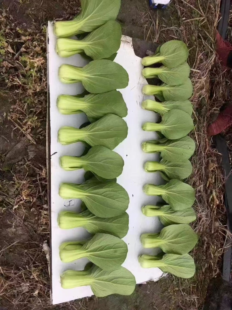 油菜