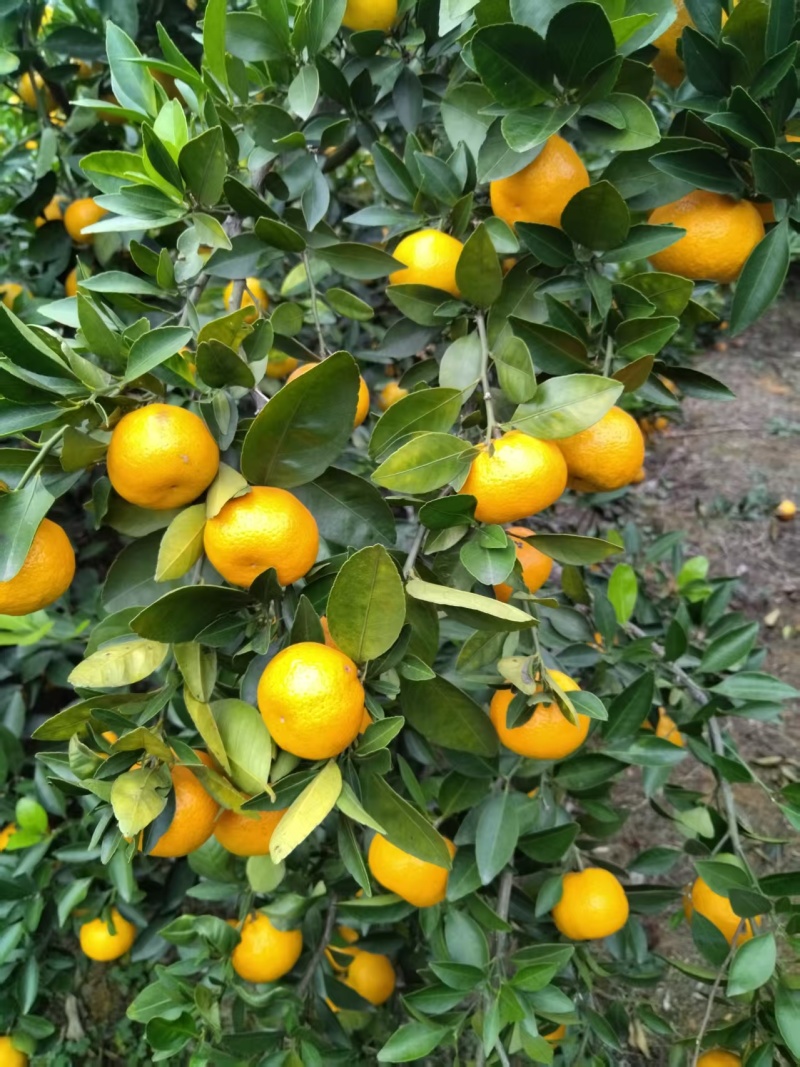 新余蜜橘自家种植诚信出售