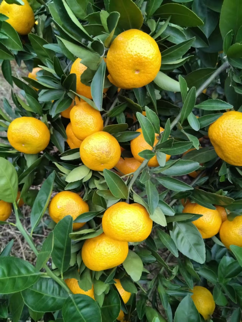 新余蜜橘自家种植诚信出售