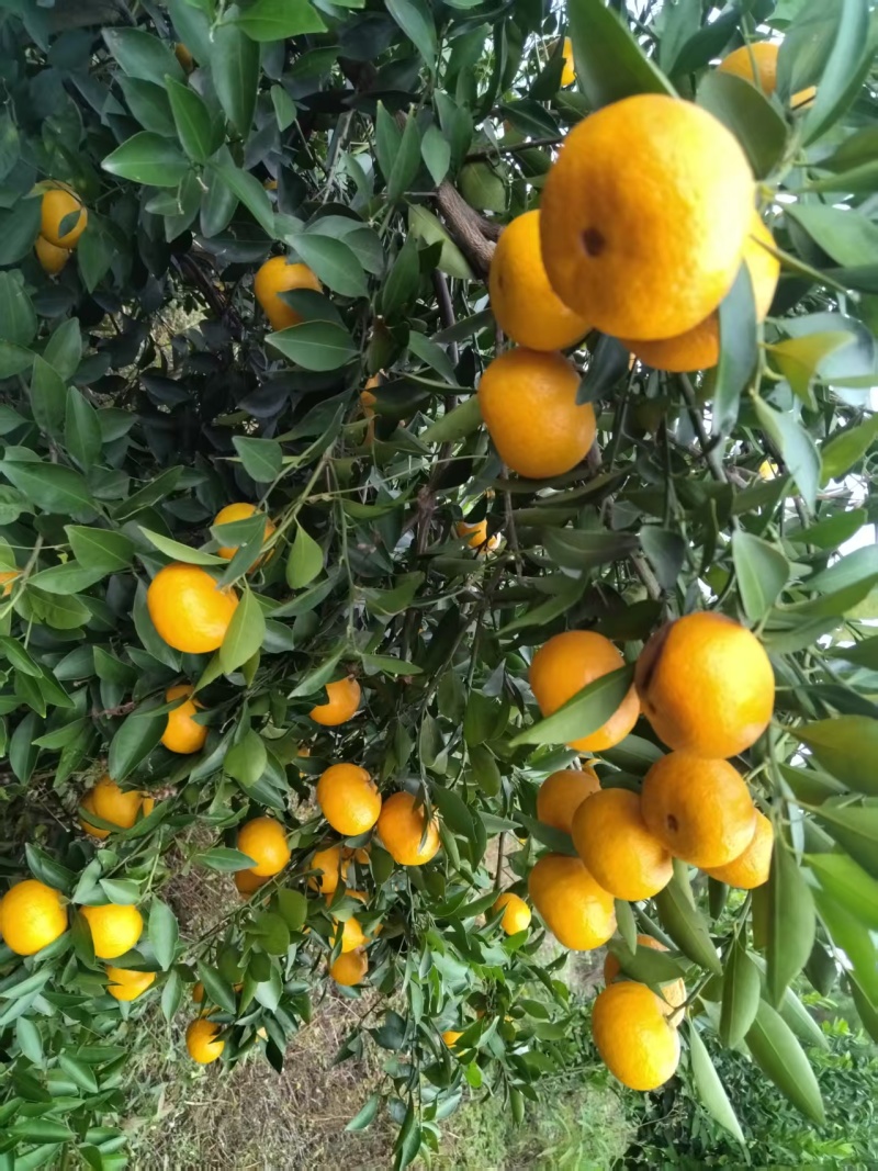新余蜜橘自家种植诚信出售