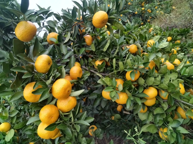 新余蜜橘自家种植诚信出售