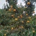 新余蜜橘自家种植诚信出售