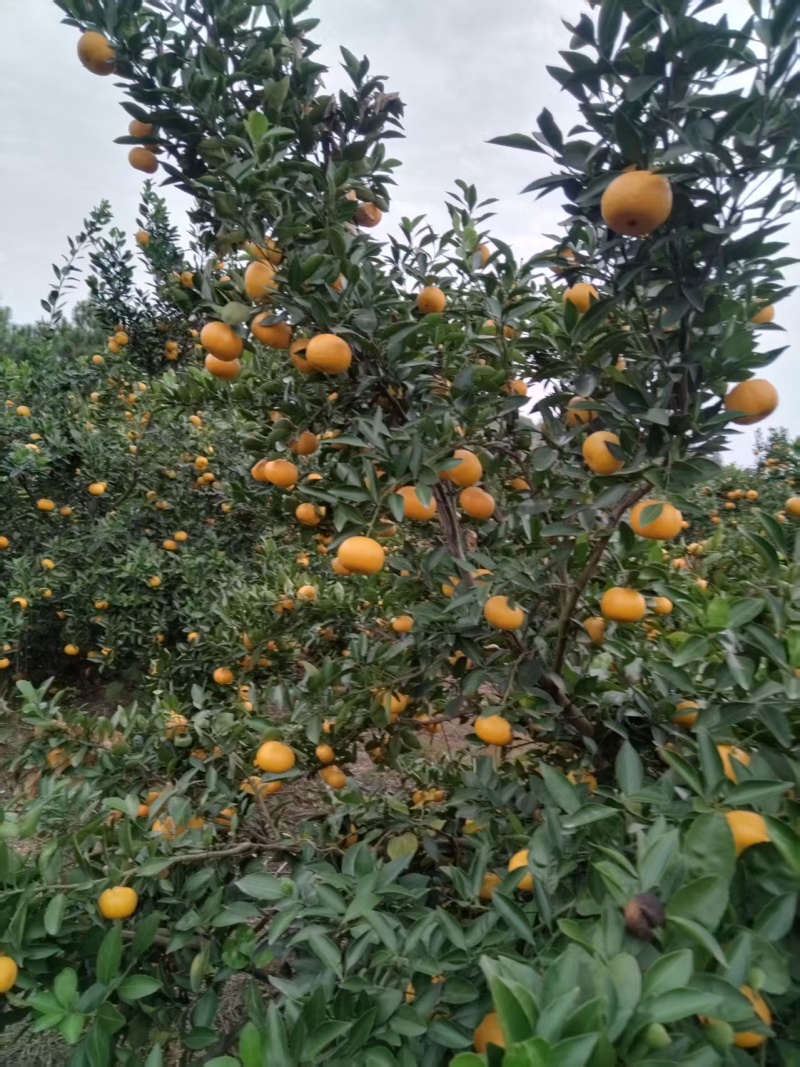 新余蜜橘自家种植诚信出售