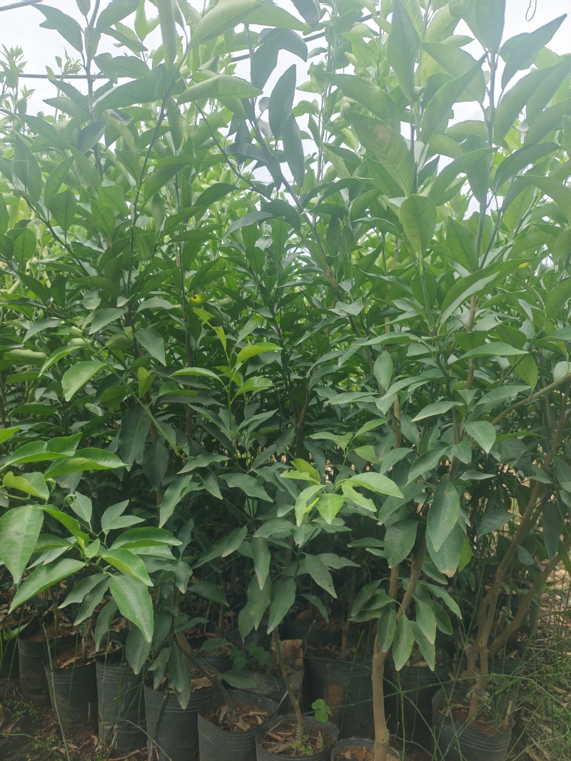沃柑杯苗