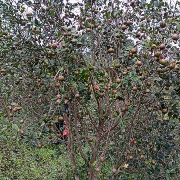油茶鲜果