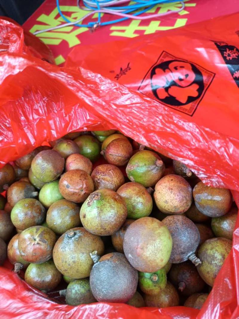 油茶鲜果