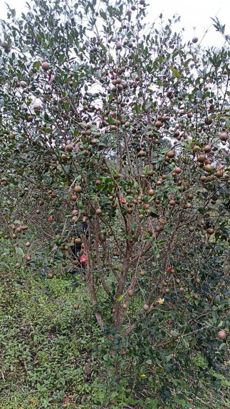 油茶鲜果