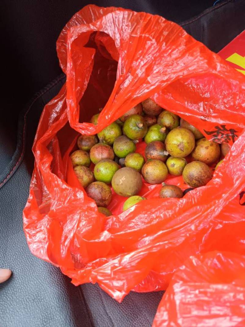 油茶鲜果