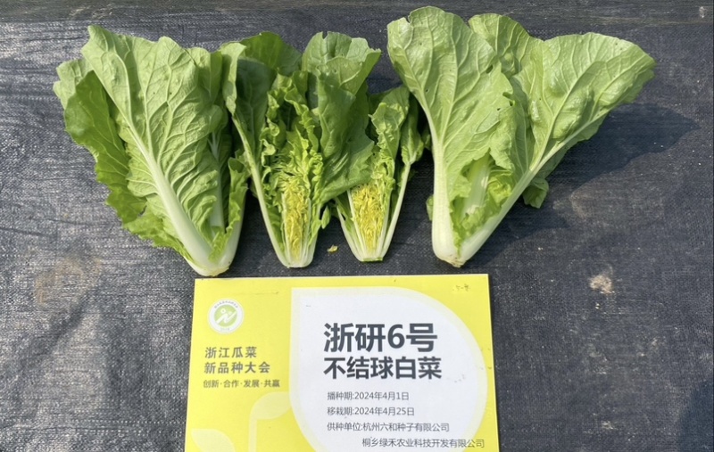 浙研6号快菜种子杂交早熟小白菜种籽耐热耐湿生长快