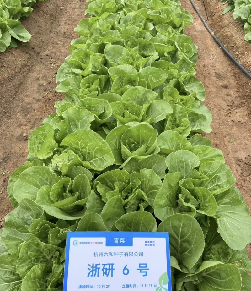 浙研6号快菜种子杂交早熟小白菜种籽耐热耐湿生长快