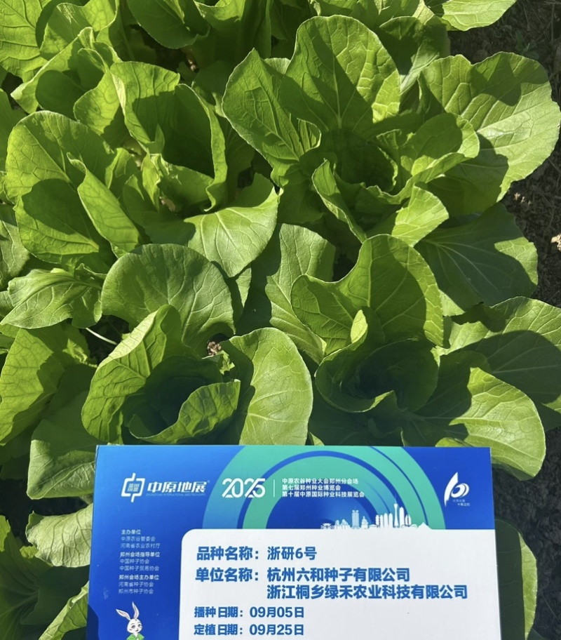 浙研6号快菜种子杂交早熟小白菜种籽耐热耐湿生长快