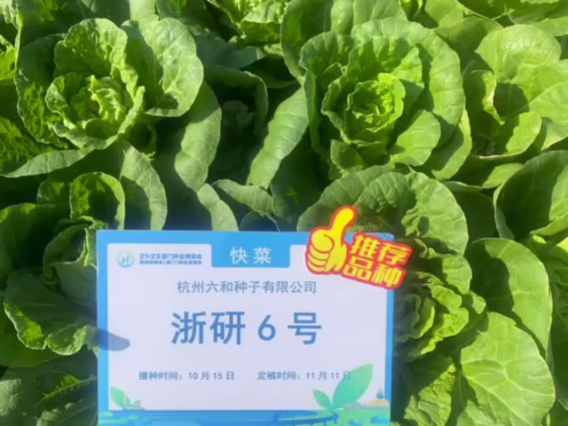 浙研6号快菜种子杂交早熟小白菜种籽耐热耐湿生长快