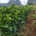 金秋沙糖桔杯苗和裸根苗