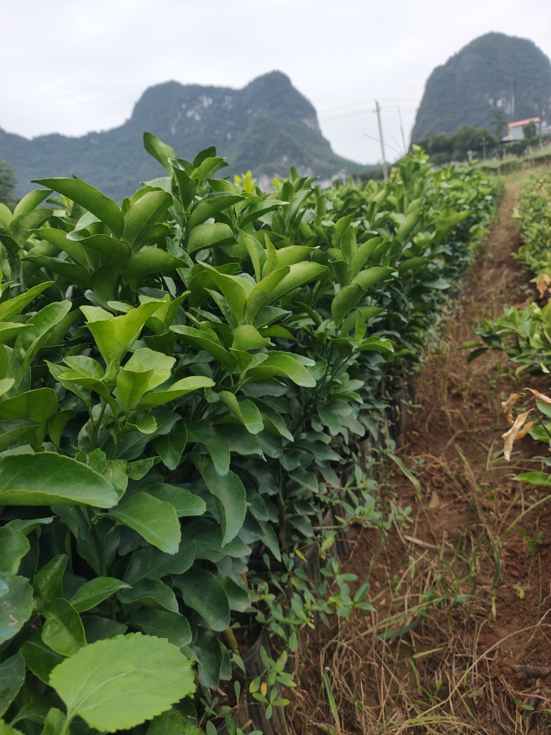 金秋沙糖桔杯苗和裸根苗
