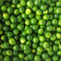 海南青金桔小柠檬奶茶专用