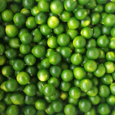 海南青金桔小柠檬奶茶专用