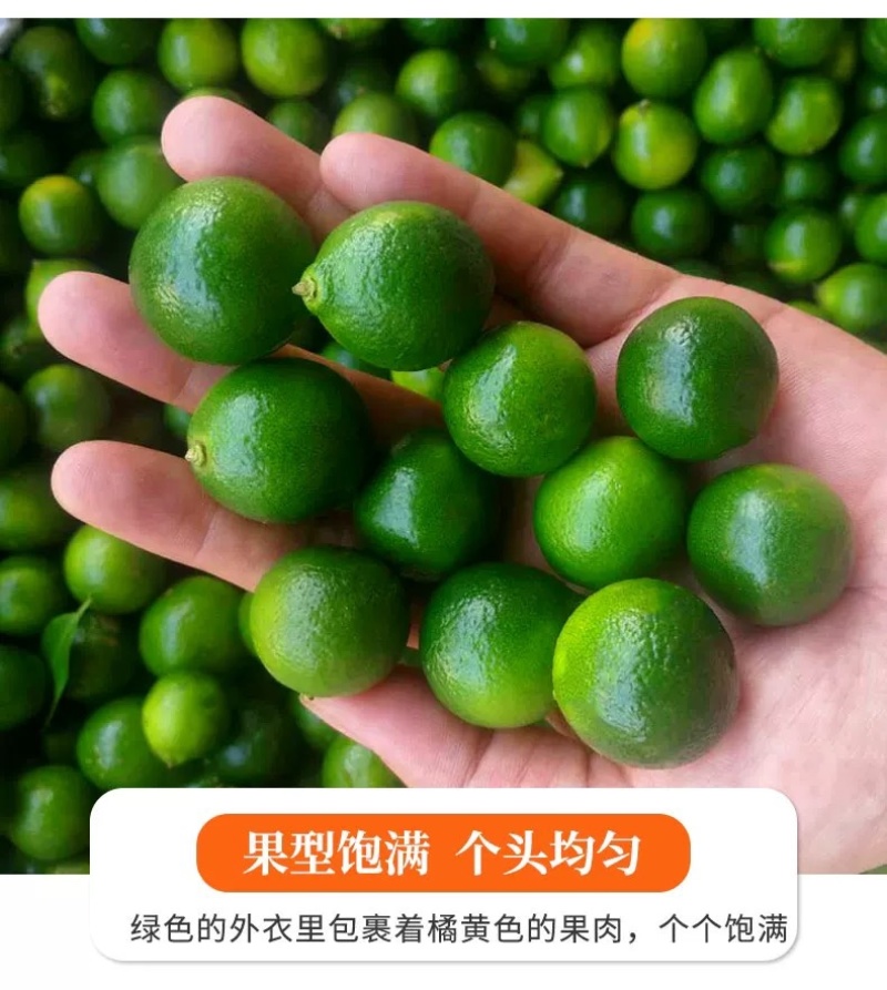 海南青金桔小柠檬奶茶专用