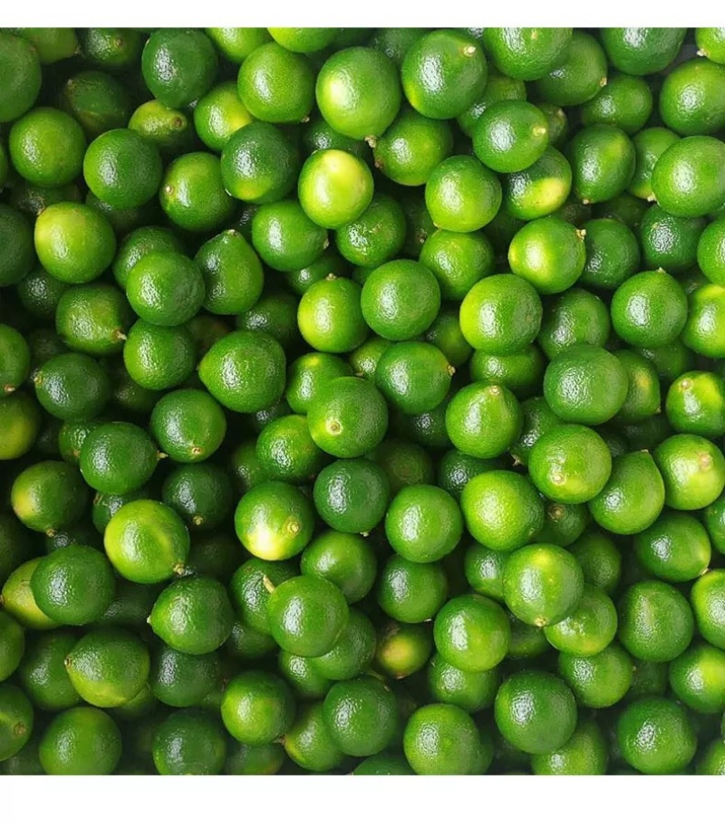 海南青金桔小柠檬奶茶专用