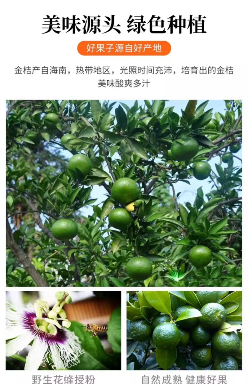 海南青金桔小柠檬奶茶专用