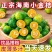 海南青金桔小柠檬奶茶专用