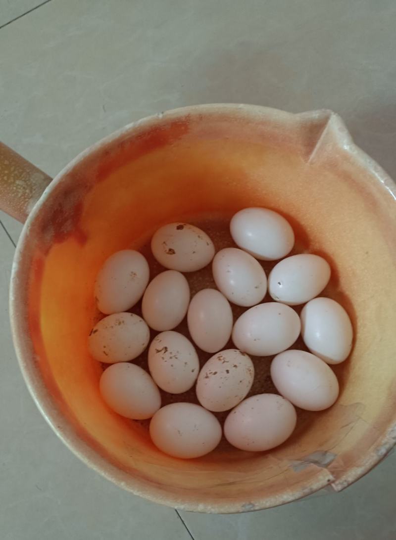 鸽子蛋火热出售中