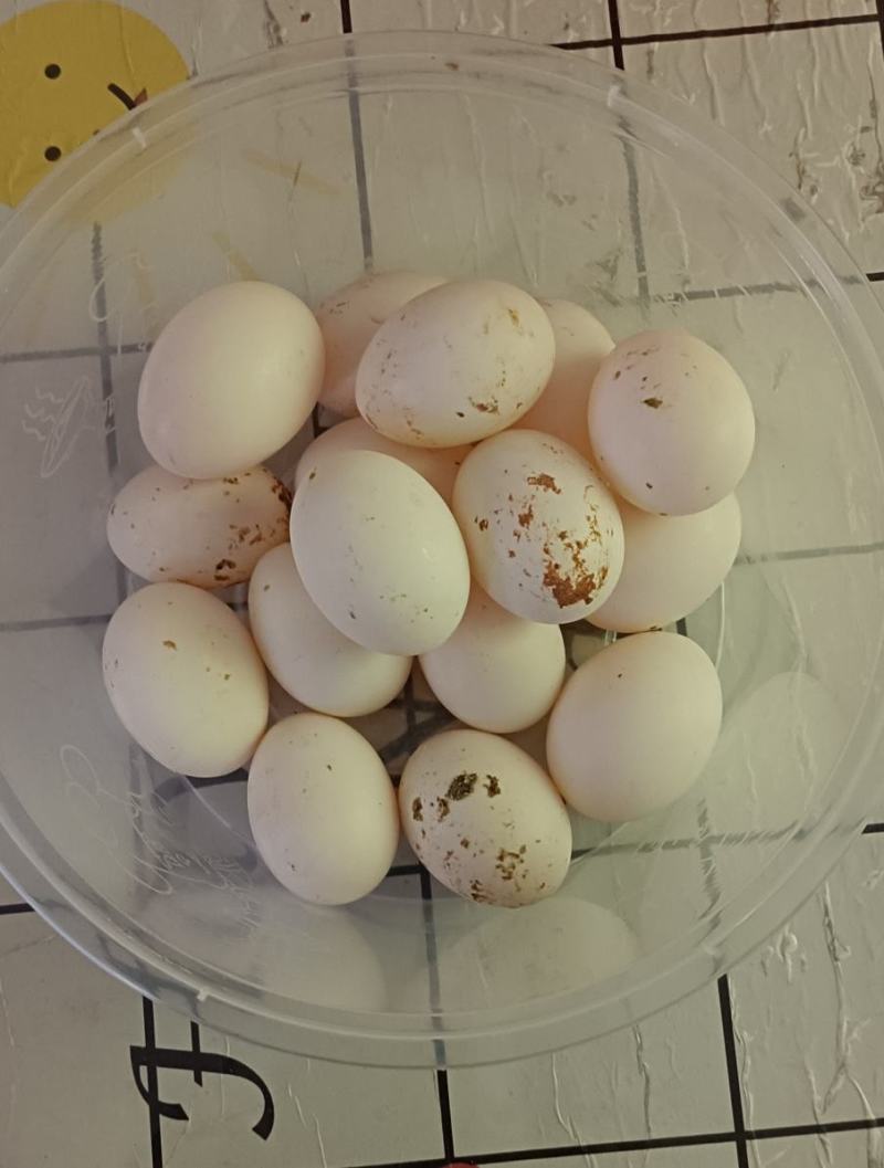 鸽子蛋火热出售中