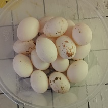 鸽子蛋火热出售中