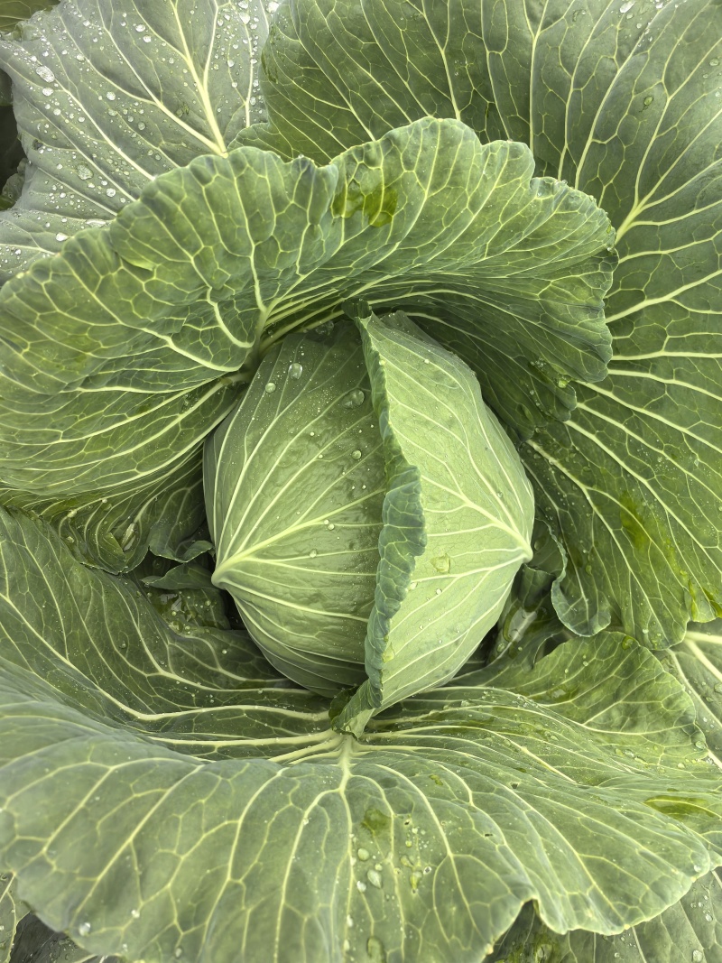 重庆市潼南产地直发脆莲白